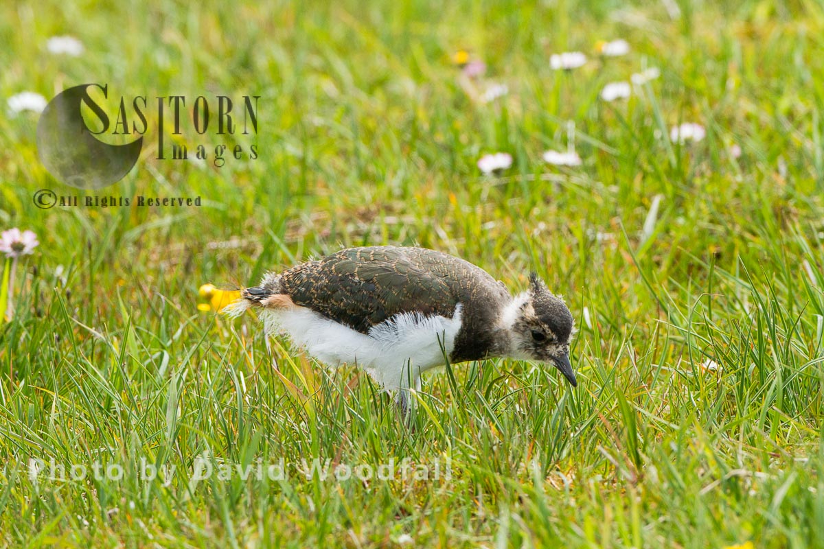 Young lapwing (Vanellus vanellus) in flowering machair, part of croft managed machair, Berneray, North Uist, Outer Hebrides