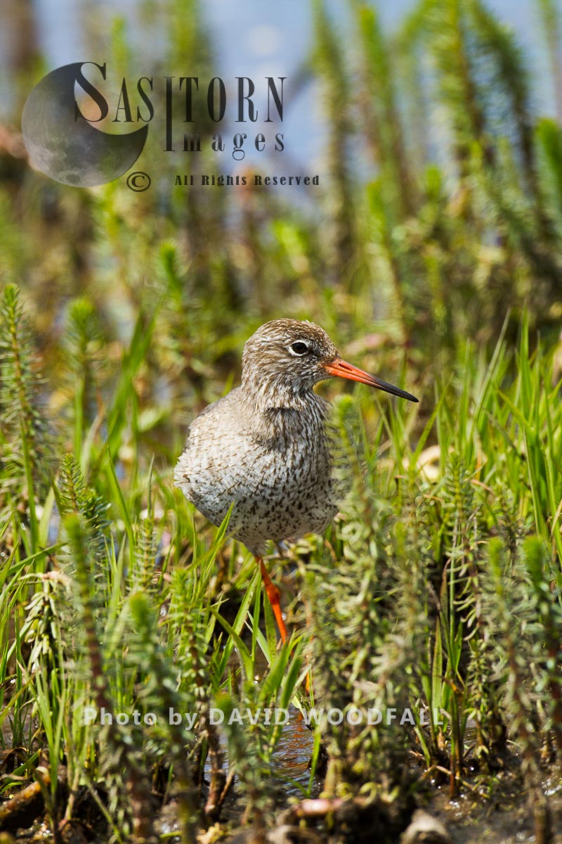 Redshank (Tringa totanus) in machair marsh, threatened wader in croft mananaged traditional farmland, Berneray, North Uist, Outer Hebrides