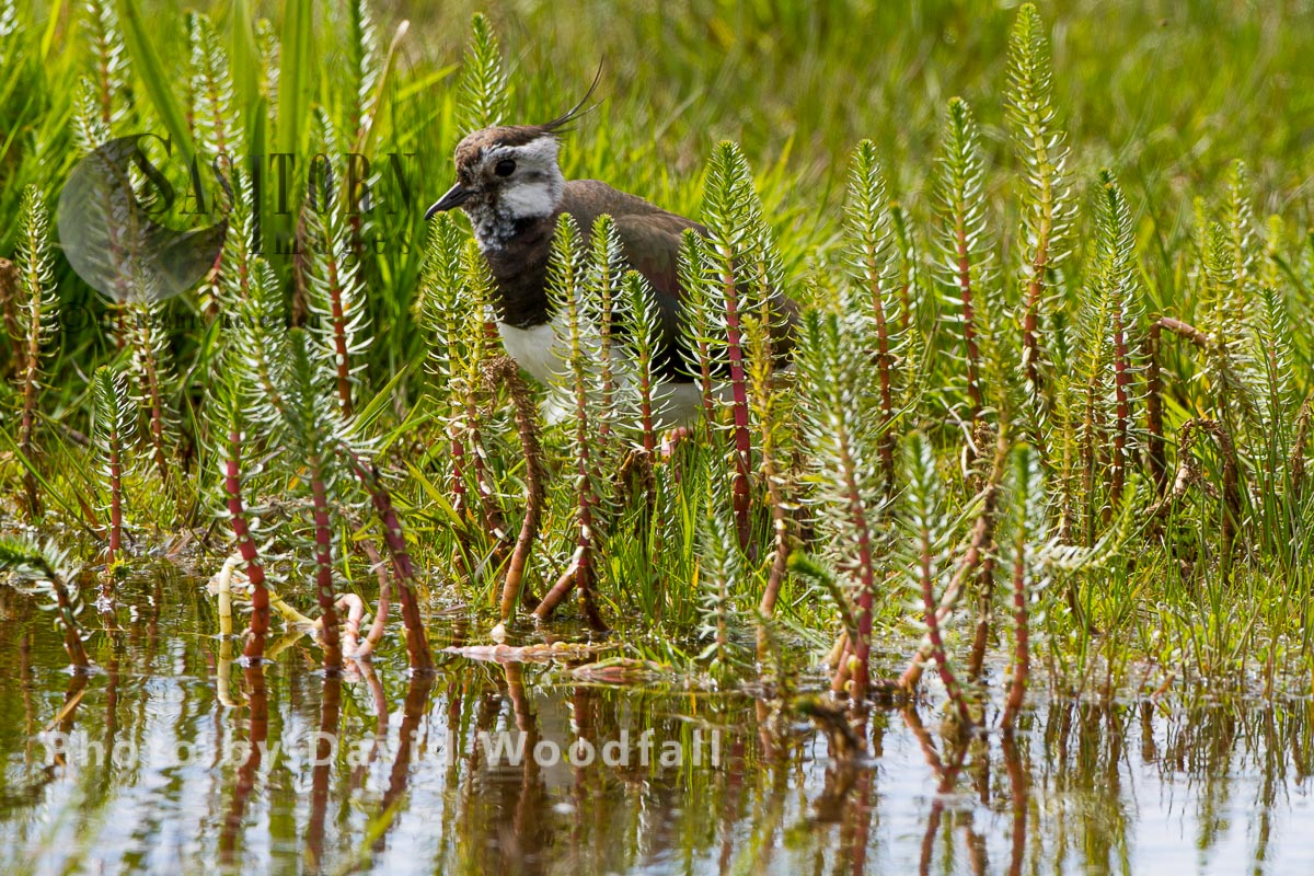 Lapwing (Vanellus vanellus) in machair marsh, threatened species of wader. Berneray, North Uist, Outer Hebrides