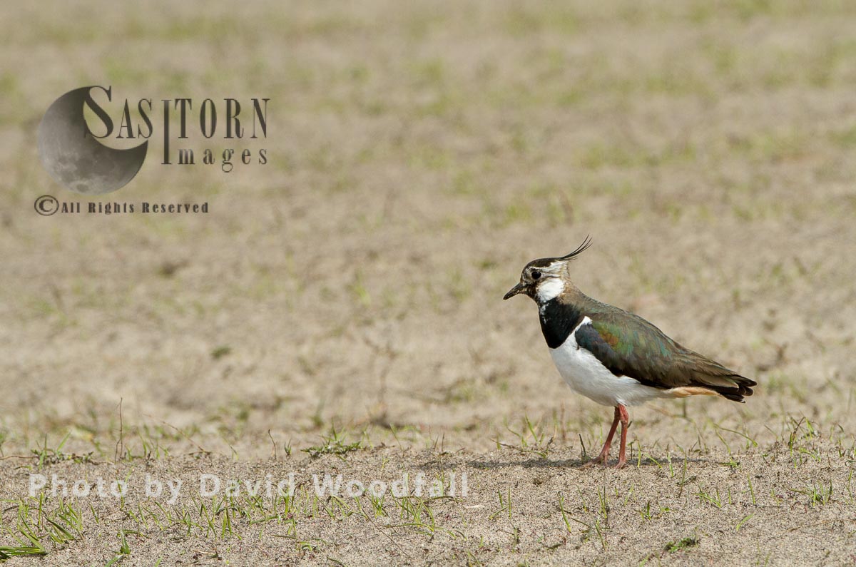 Lapwing (Vanellus vanellus) in cultivated machair ,with Black Oates, Berneray, North Uist, Outer Hebrides