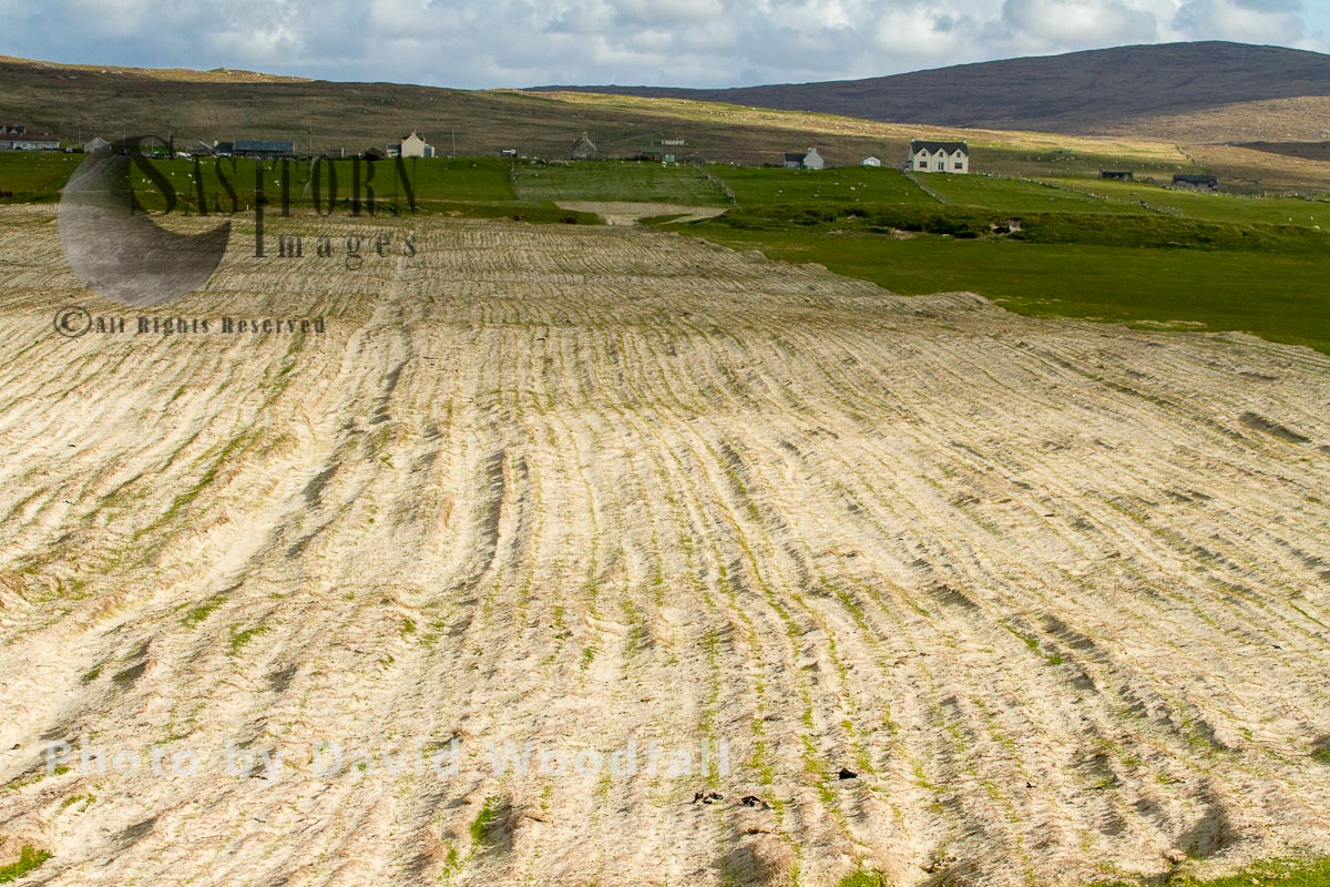 Cultivated strips of machair with emerging stems of Black Oates, traditional crofting landscape, Berneray, North Uist, Outer Hebrides