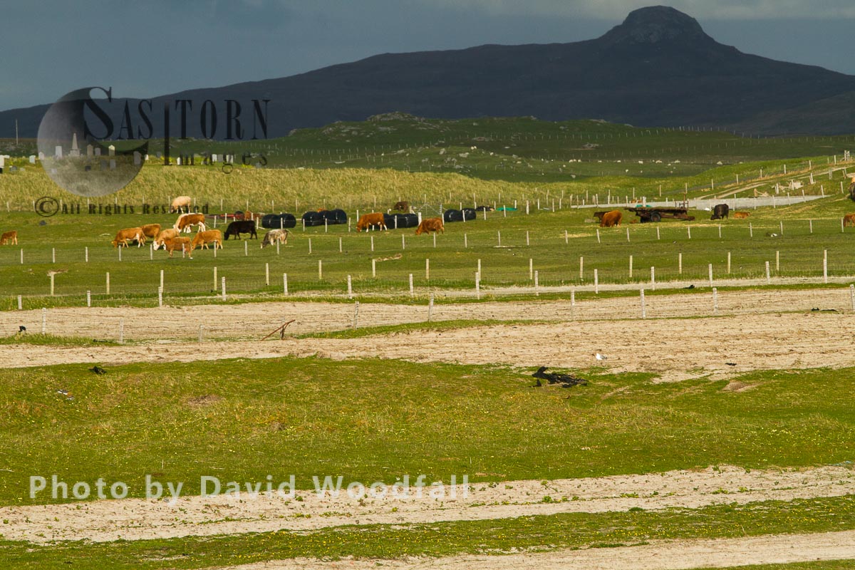 Strips of cultivated machair, ploughed to be planted with Black Oates, Berneray, North Uist, Outer Hebrides, Scotland