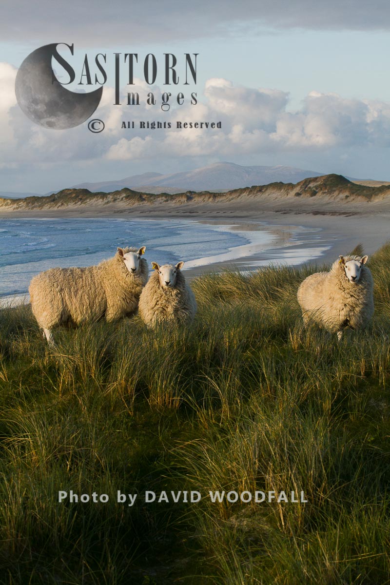 Cheviot sheep grazing eroding machair at front of sand dunes , sustainably produced wool for Harris Tweed, Berneray, North Uist, Outer Hebrides