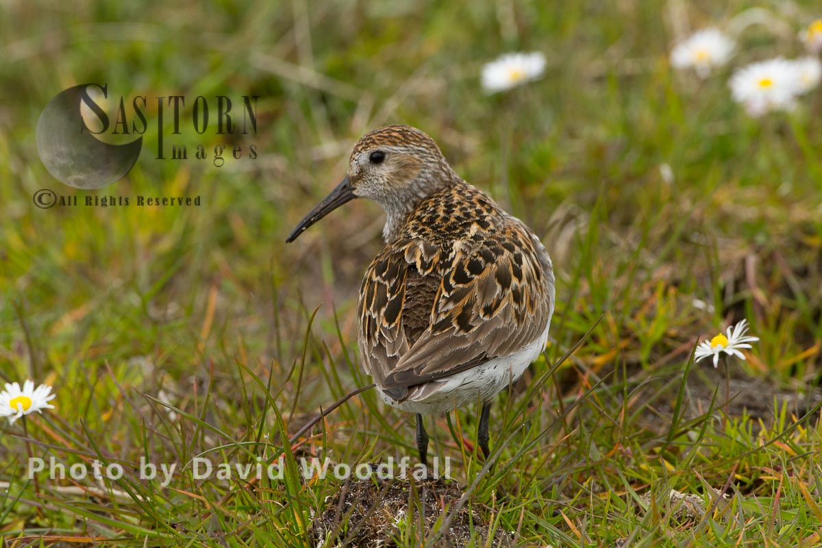 Dunlin (Calidris alpina) small wader  in Machair, Berneray, North Uist, Outer Hebrides\