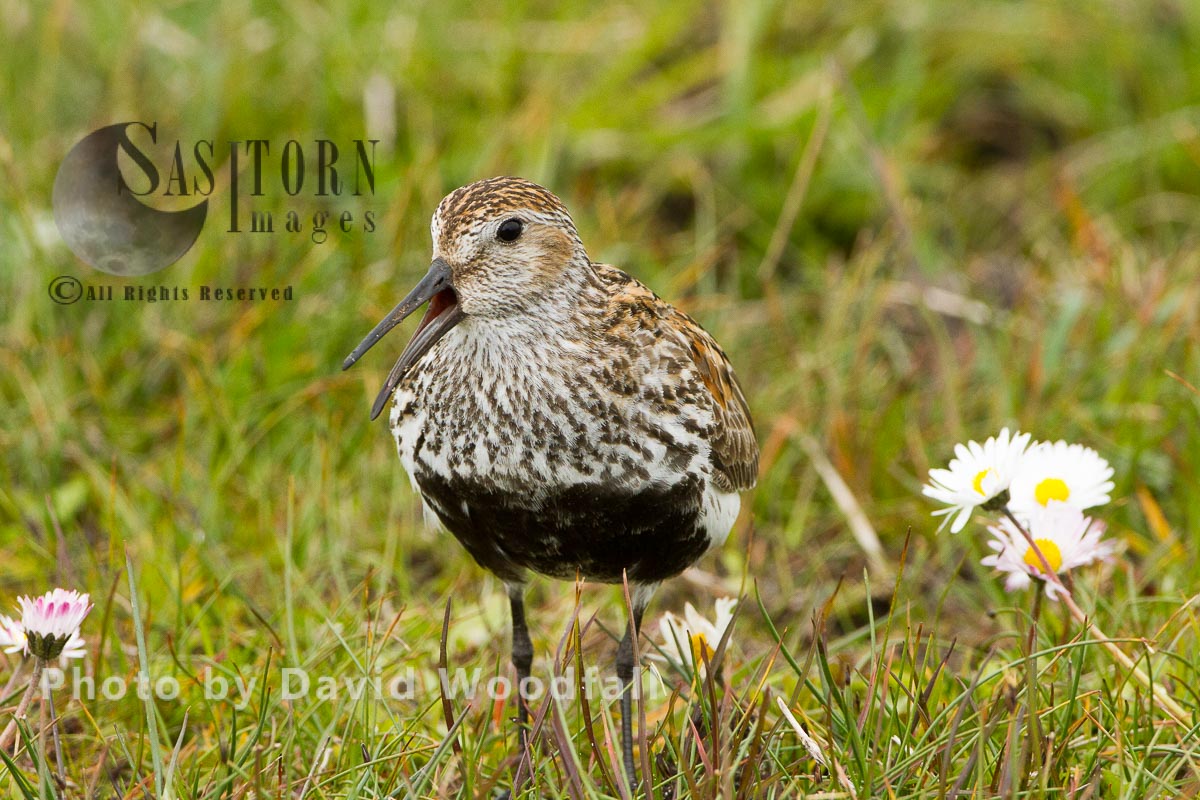 Dunlin (Calidris alpina) calling, small wader  in Machair, Berneray, North Uist, Outer Hebrides