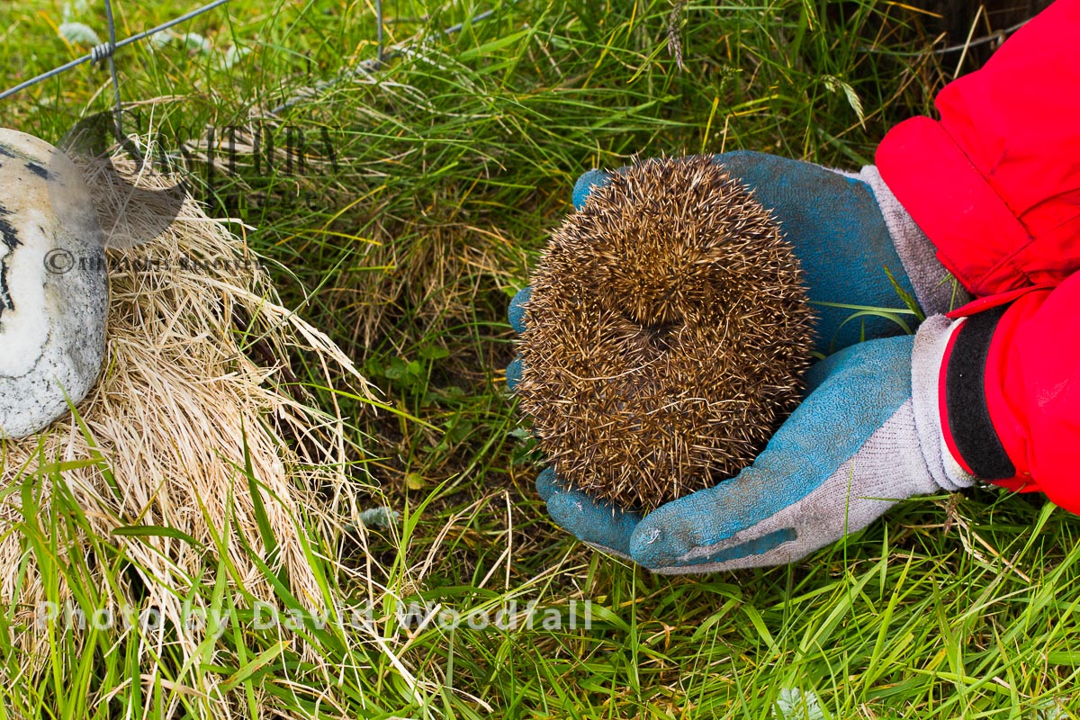 Hedgehog(Erinaceus eoropaeas) caught in trap to prevent it from predating  Little Terns and other ground nesting birds on Machair, to be relocated to main land Scotland. Berneray, North Uist, Outer Hebrides