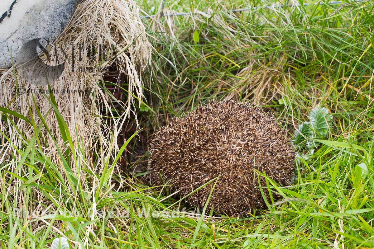 Hedgehog(Erinaceus eoropaeas) caught in trap to prevent it from predating  Little Terns and other ground nesting birds on Machair, to be relocated to main land Scotland. Berneray, North Uist, Outer Hebrides