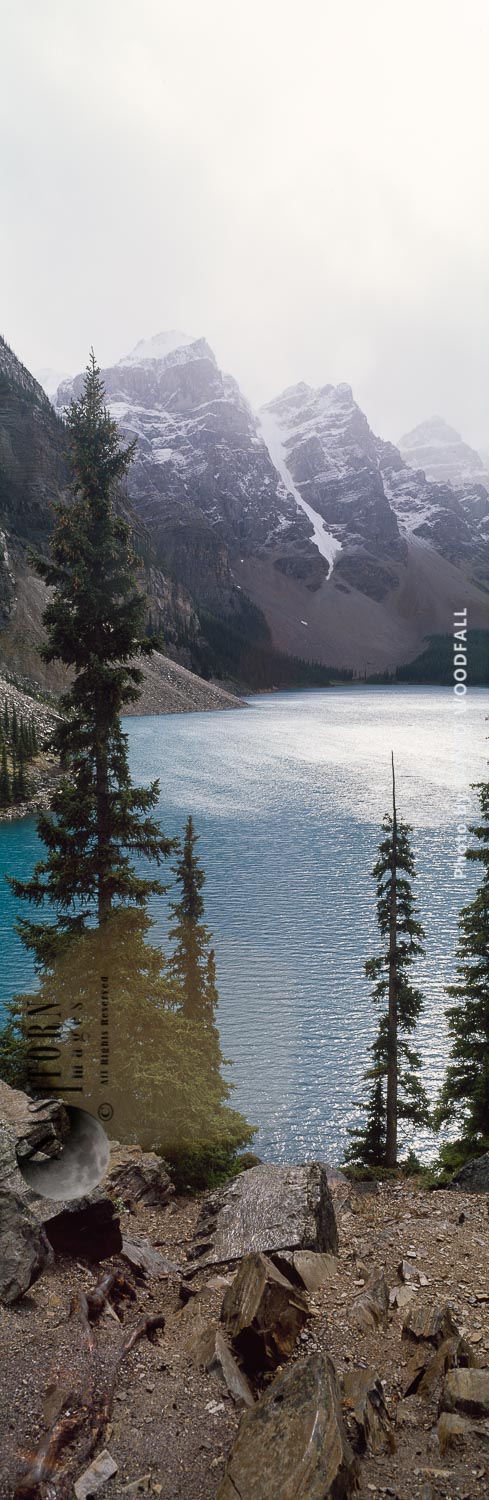 Backlit Mountain Hemlocks, Maligne Lake, Rocky Mountains, Banff National Park, Alberta, Canada