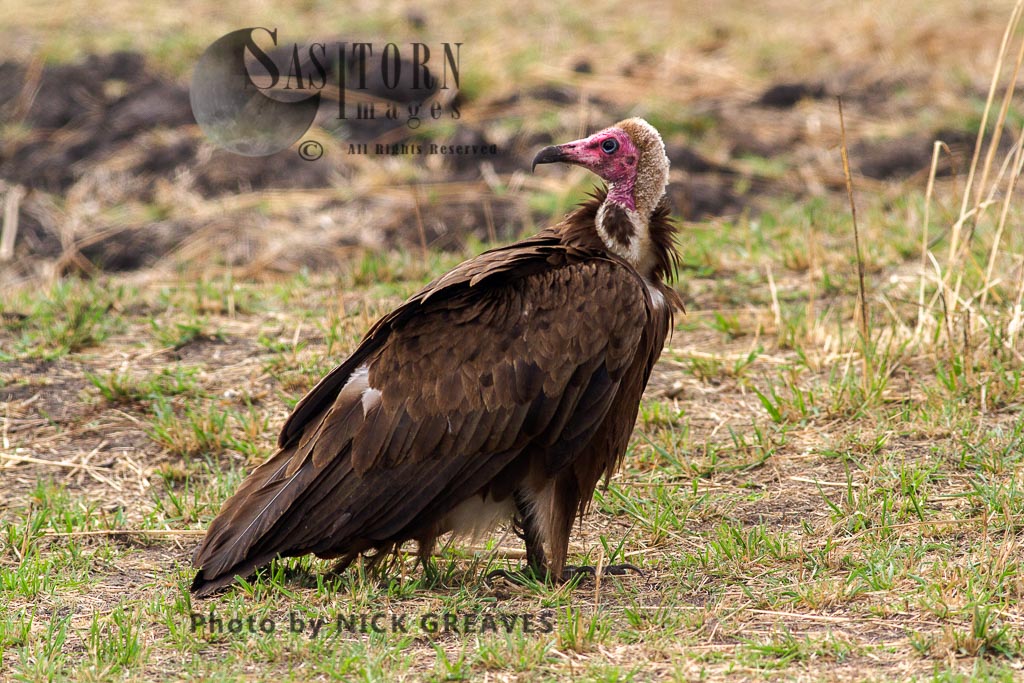 Hooded Vulture waiting at carcasse