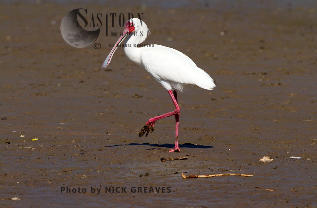 African Spoonbill on muddy shore line