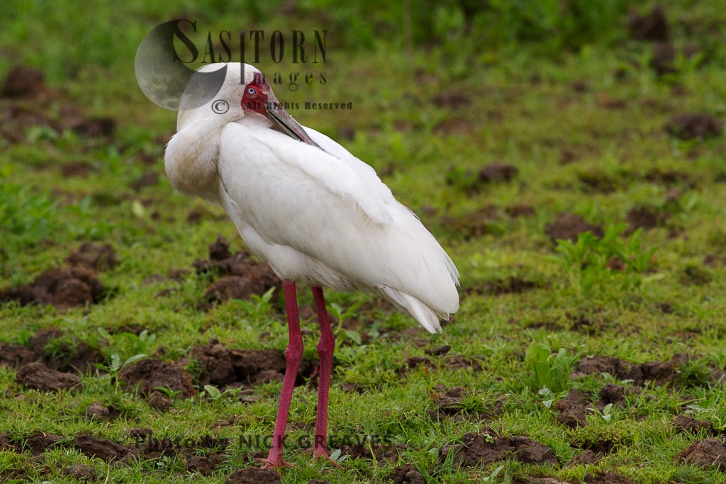 African Spoonbill resting