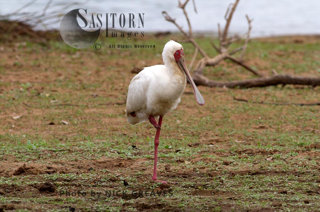 African Spoonbill standing on one leg