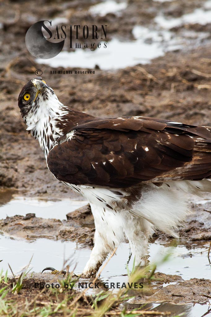 alert female African Hawk Eagle
