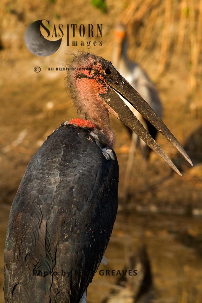 alert Marabou Stork