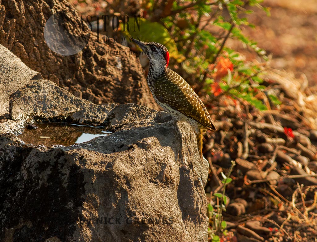 female Golden-tailed Woodpecker