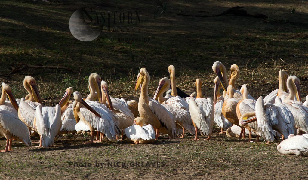 Great White Pelican flock resting