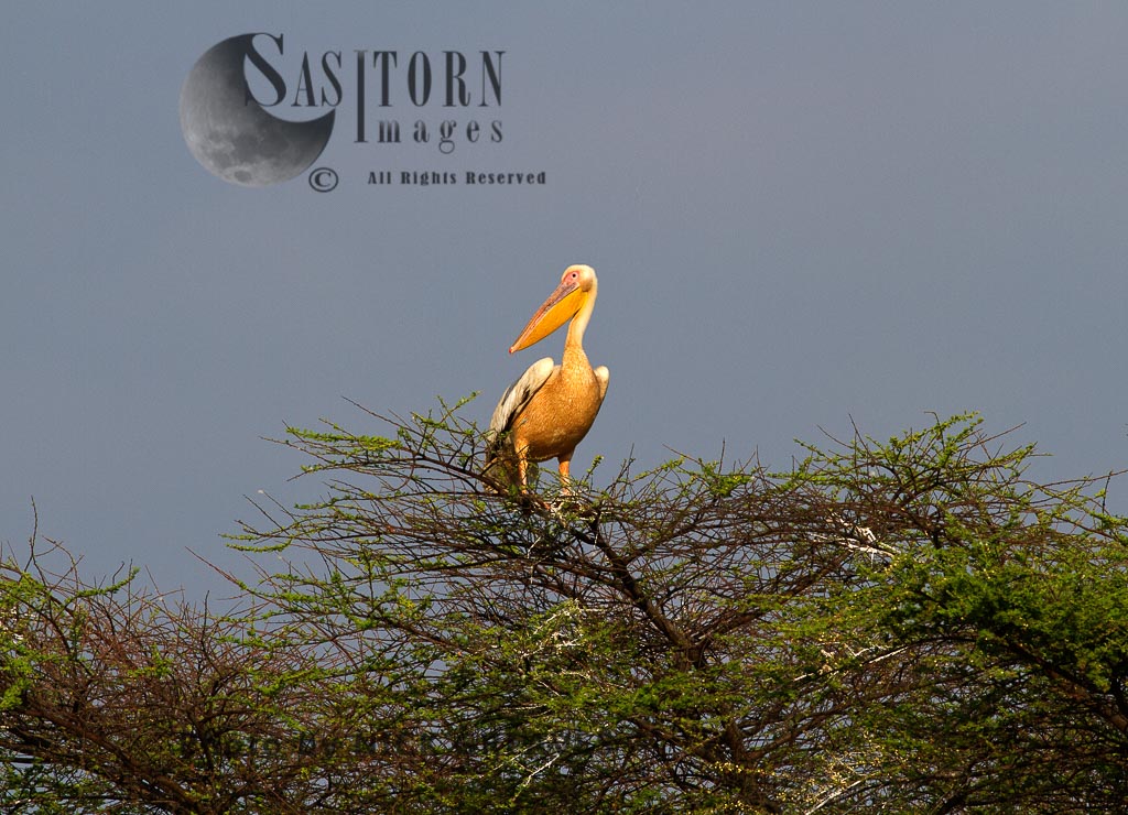 Great White Pelican perched in acacia