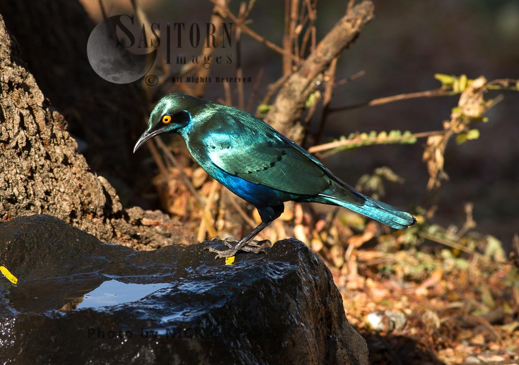 glossy Greater Blue-eared Starling