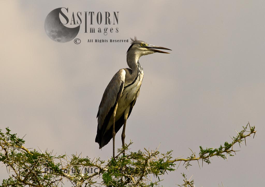 Grey Heron perched in an acacia tree