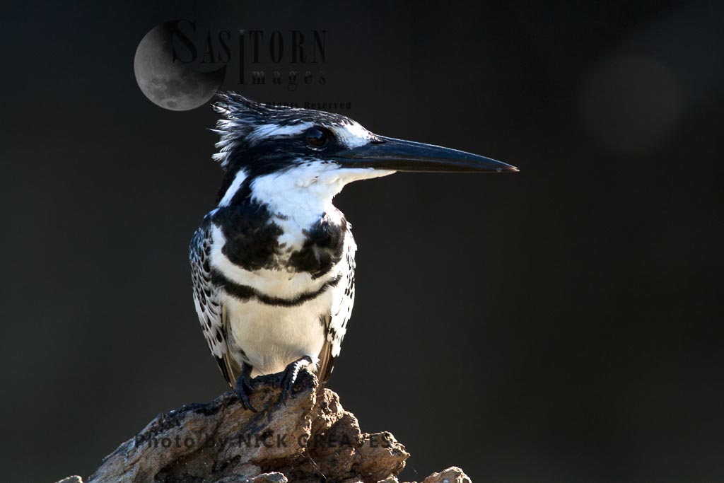 male Pied Kingfisher