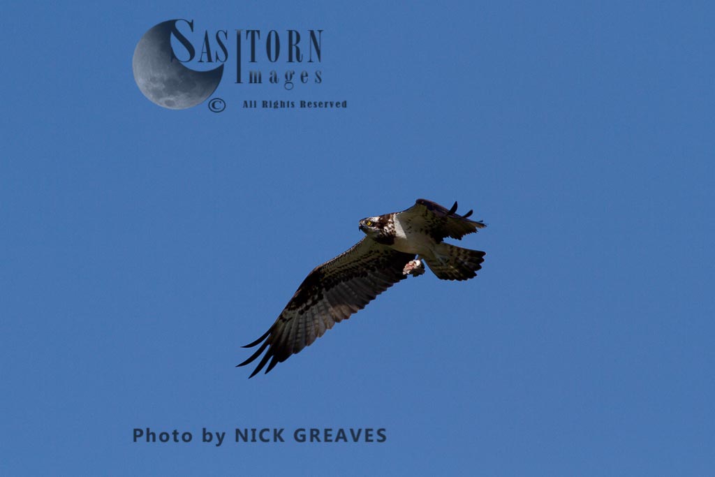 Osprey in flight with prey remains