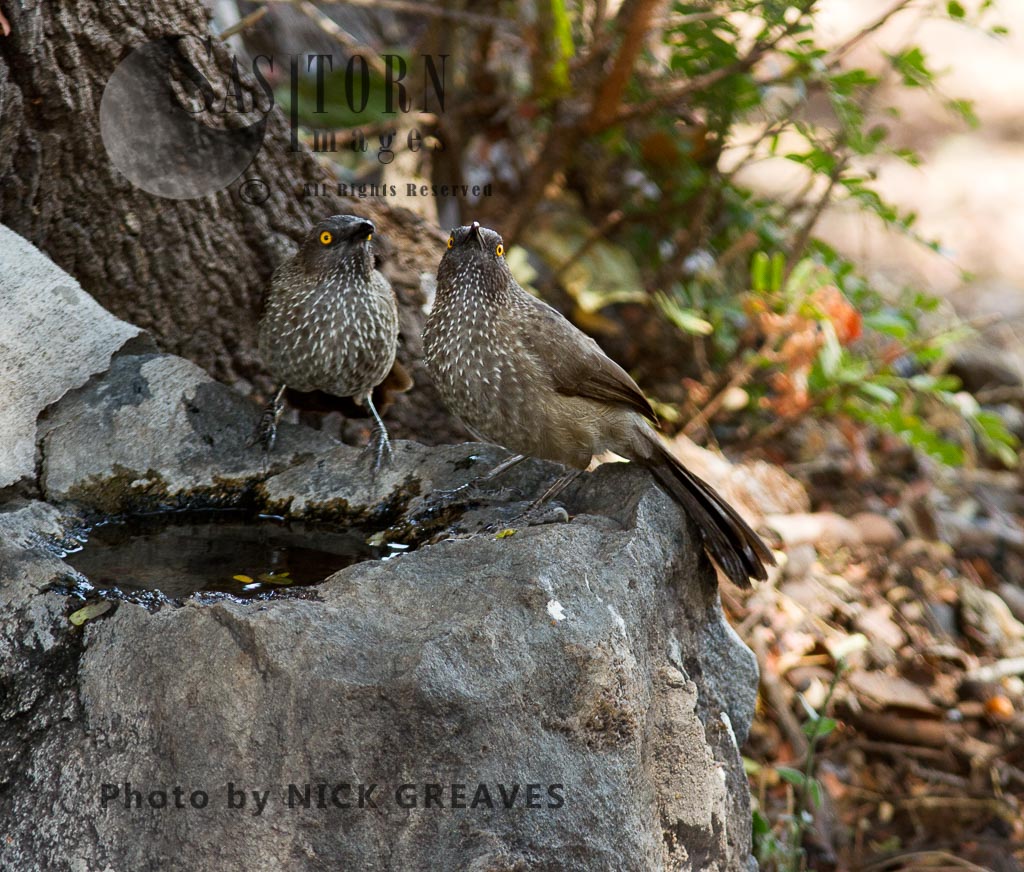 pair of Arrow-marked Babblers