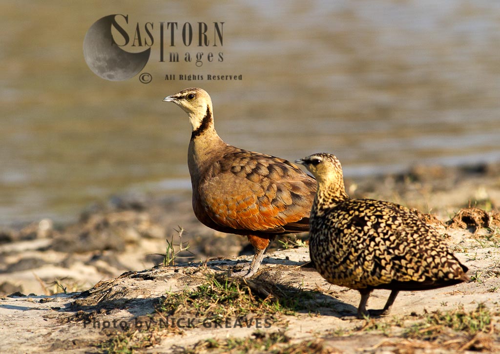 pair of Yellow-throated Sandgrouse