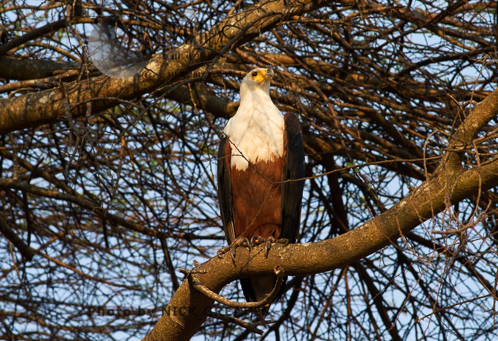 perched Fish Eagle