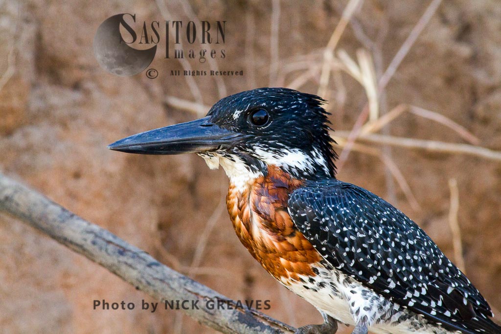 portrait of a male Giant Kingfisher
