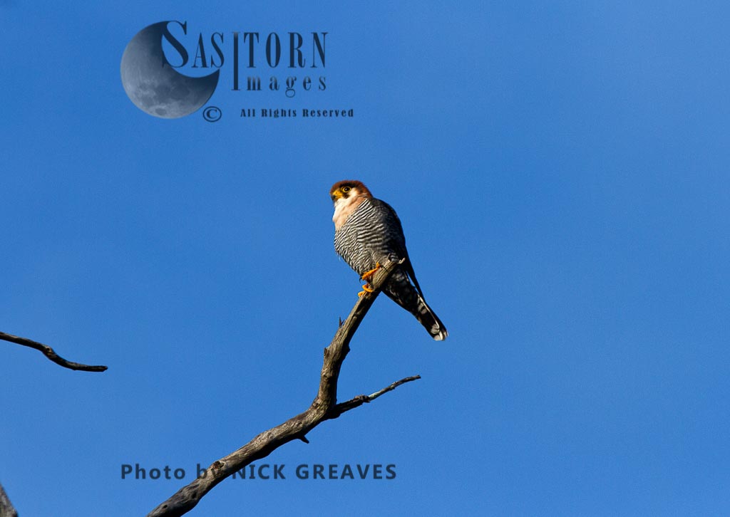 perched Red-necked Falcon