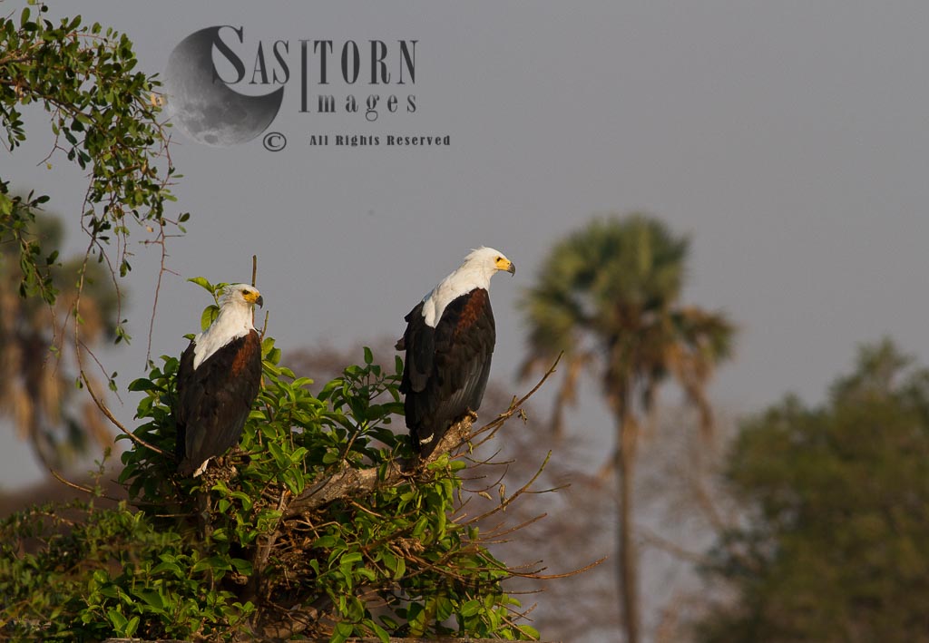 territorial pair of Fish Eagle