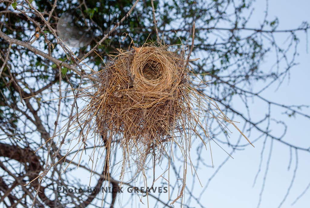 White-browed Sparrow Weaver nest