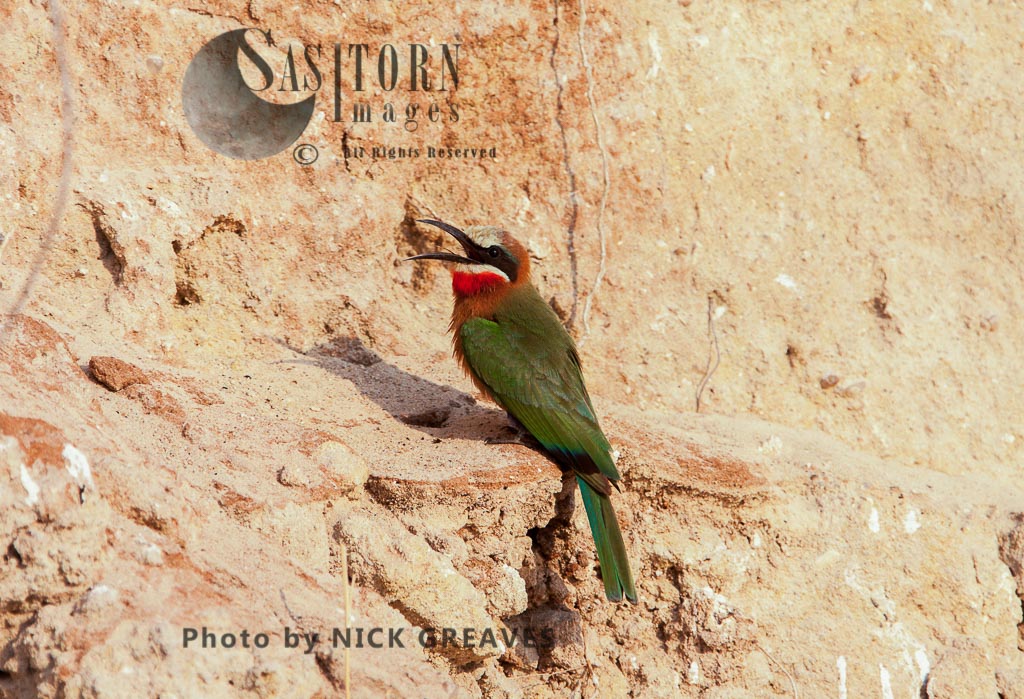 White-fronted Bee-Eater on riverbank