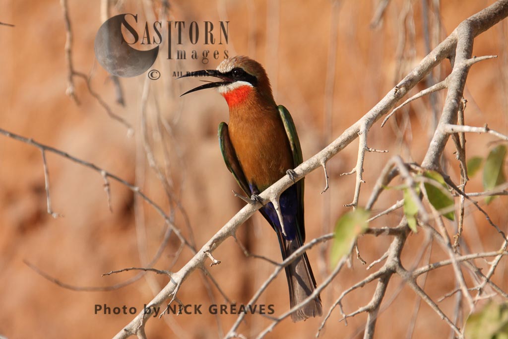 White-fronted Bee-Eater perched