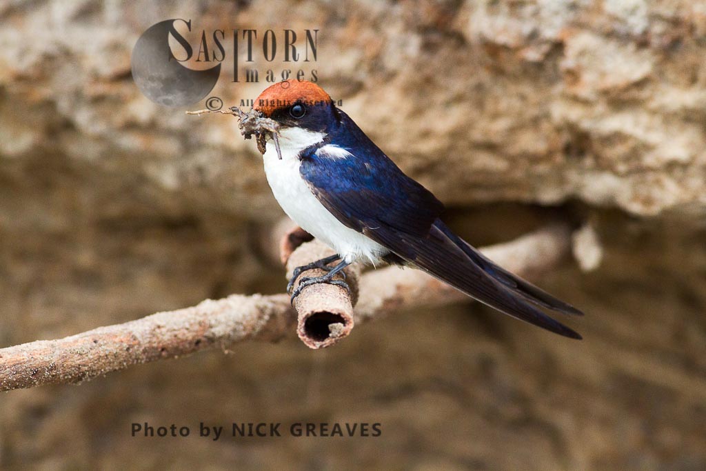 Wire-tailed Swallow with mud pellet