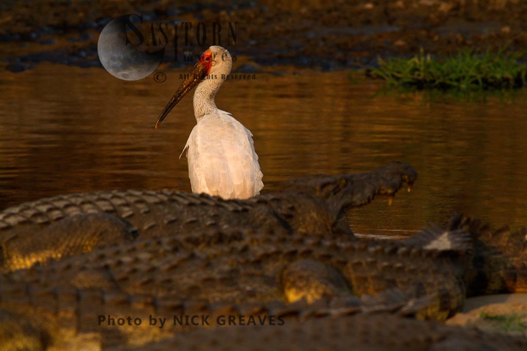 Yellow-billed Stork amidst crocodiles