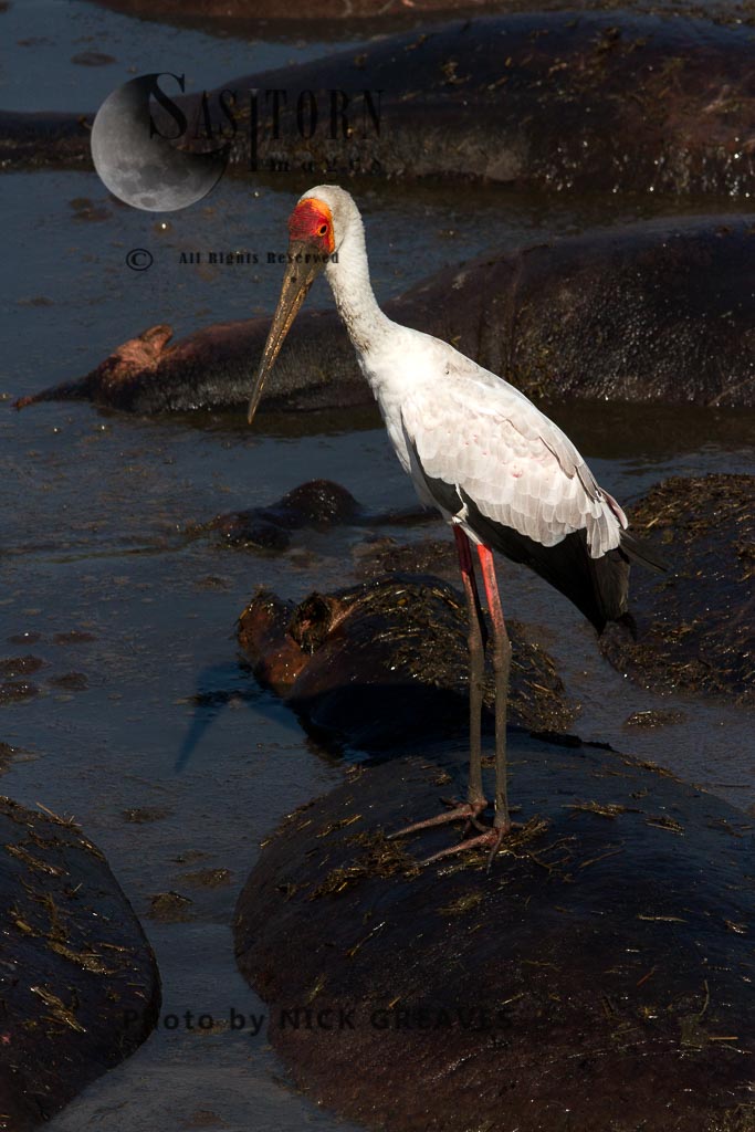 Yellow-billed Stork fishing from a hipposback