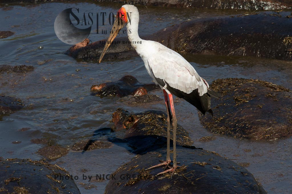 Yellow-billed Stork on hippos back