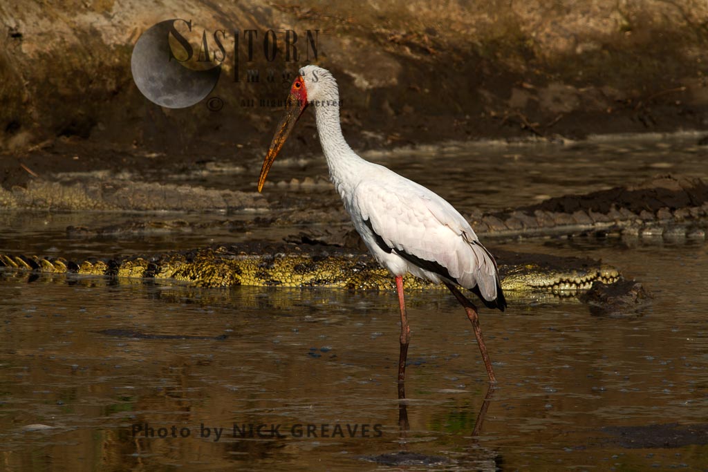 Yellow-billed Stork wading in the Katuma River