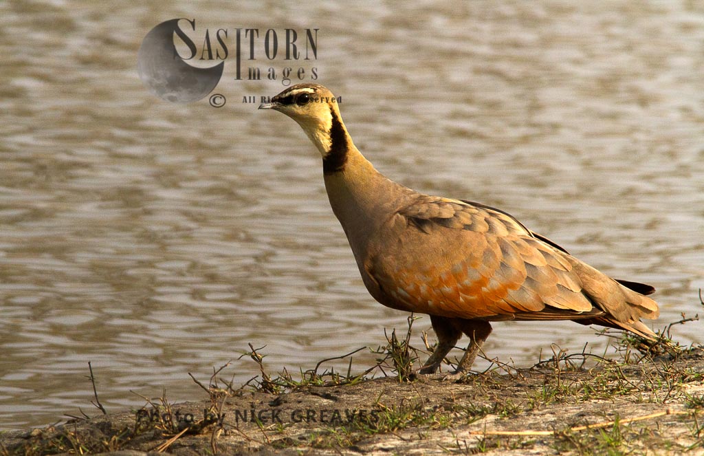 male Yellow-throated Sandgrouse at water