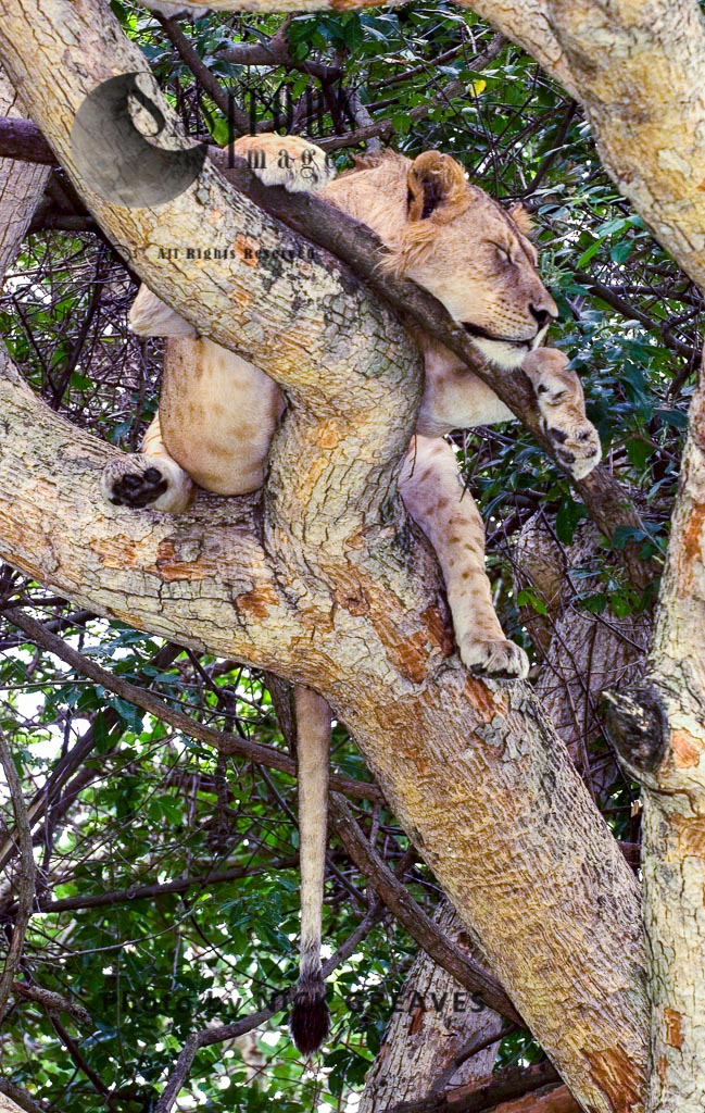 Lioness sleeping on tree (Panthera leo), Ishasha Sector, Queen Elizabeth National Park, Uganda