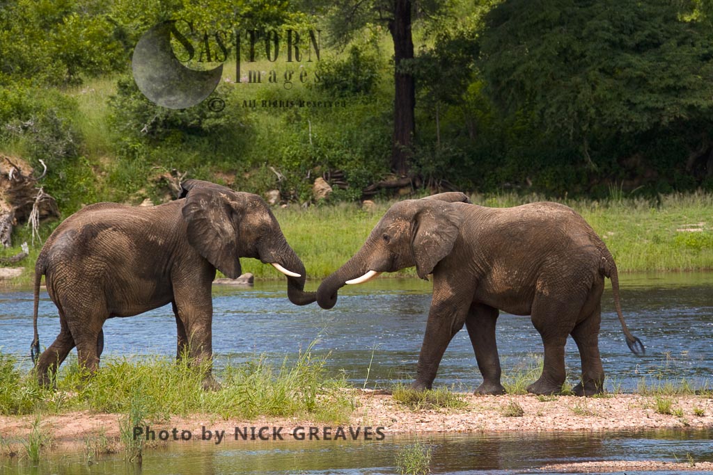 Elephant trunks entwine (Loxodonta africana)