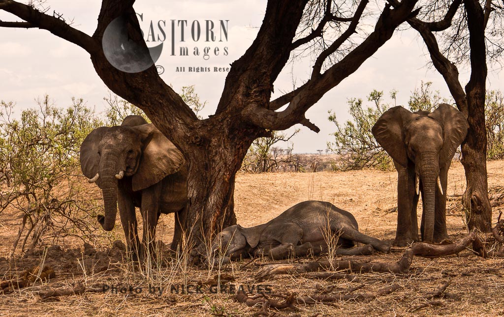 Elephant lying down (Loxodonta africana)