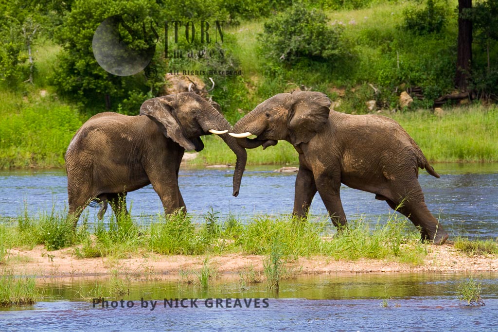 Elephant fighting (Loxodonta africana)
