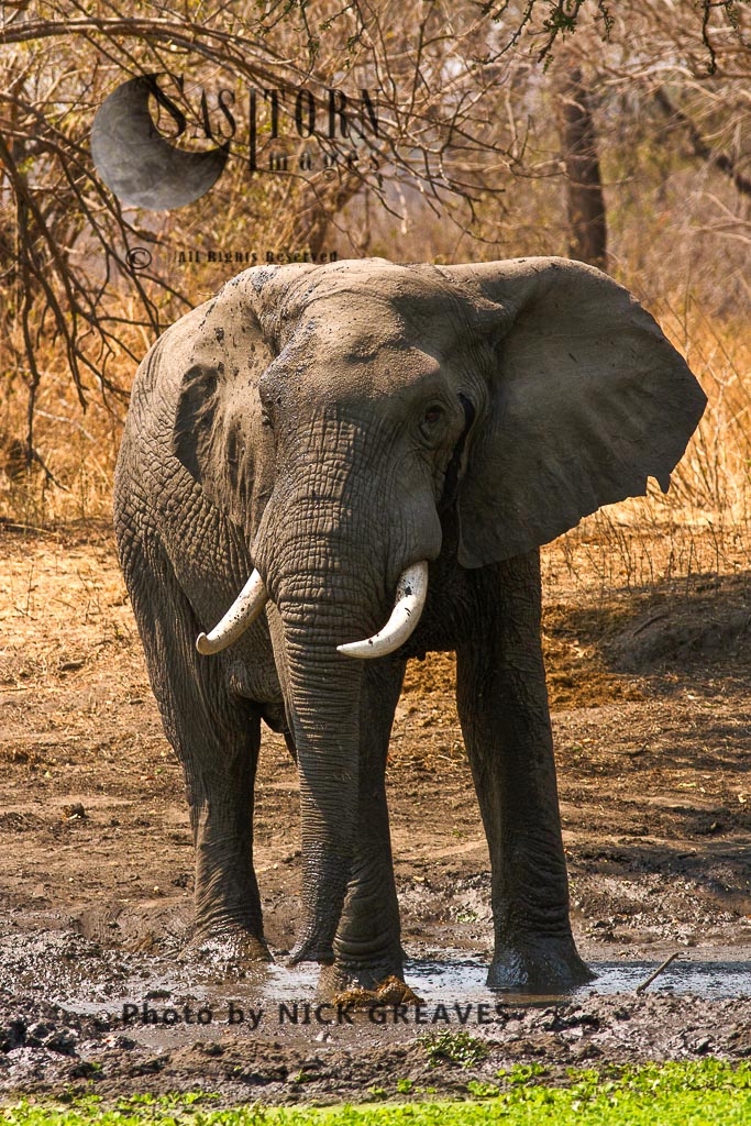 Elephant bull at waterhole (Loxodonta africana)