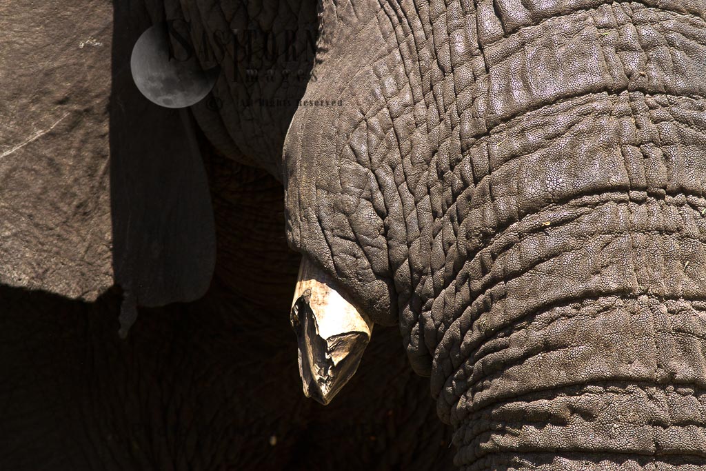 Elephant skin (Loxodonta africana)