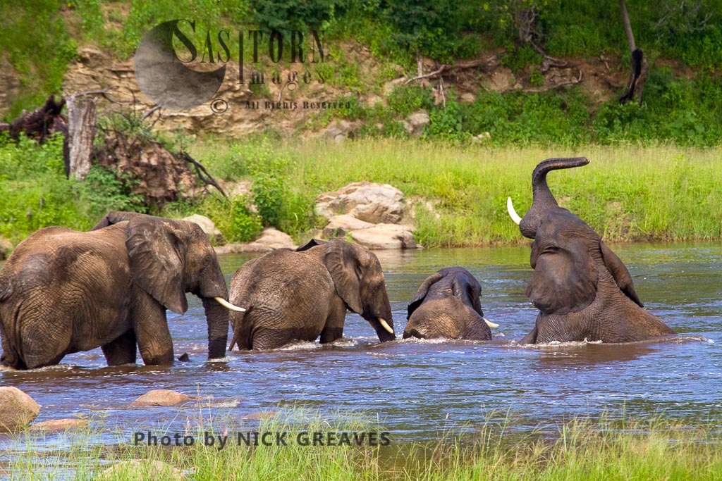 Elephant bathing (Loxodonta africana)