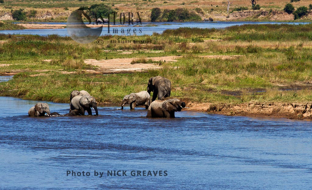 Elephants in the Great Ruaha River (Loxodonta africana)