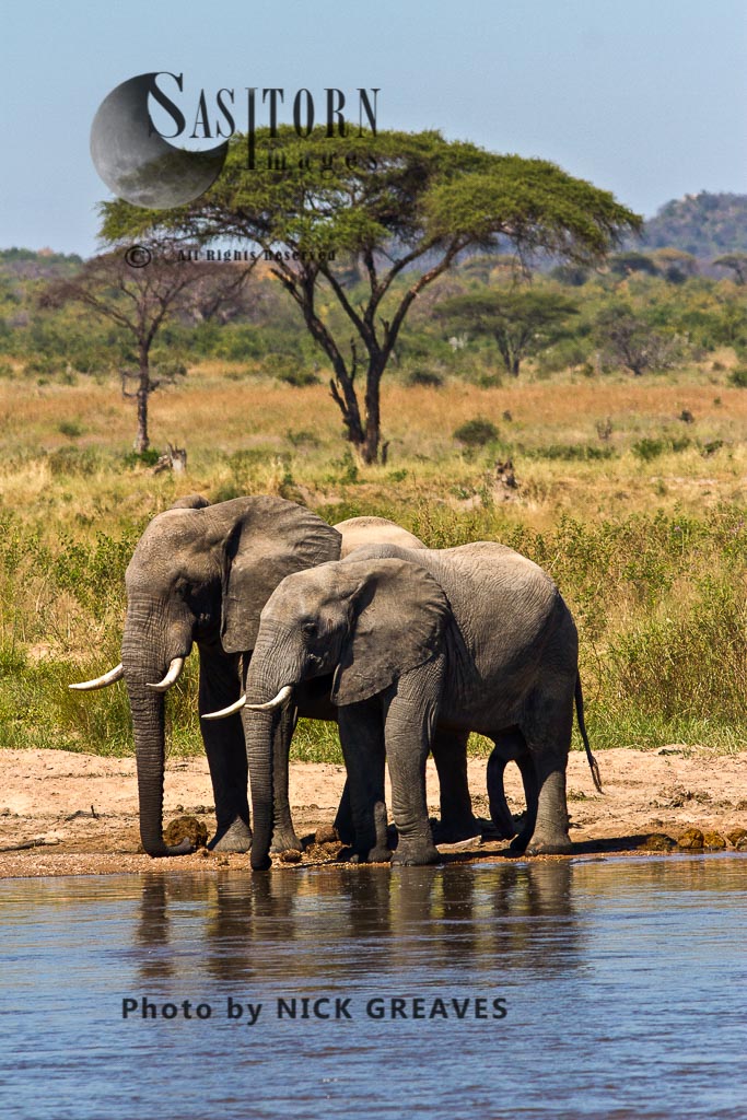 Elephant Bulls drink from the Ruaha (Loxodonta africana)