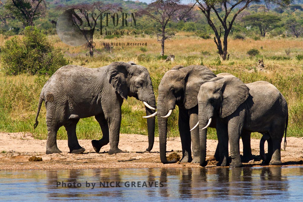 Three Elephant Bulls drink from the Ruaha (Loxodonta africana)